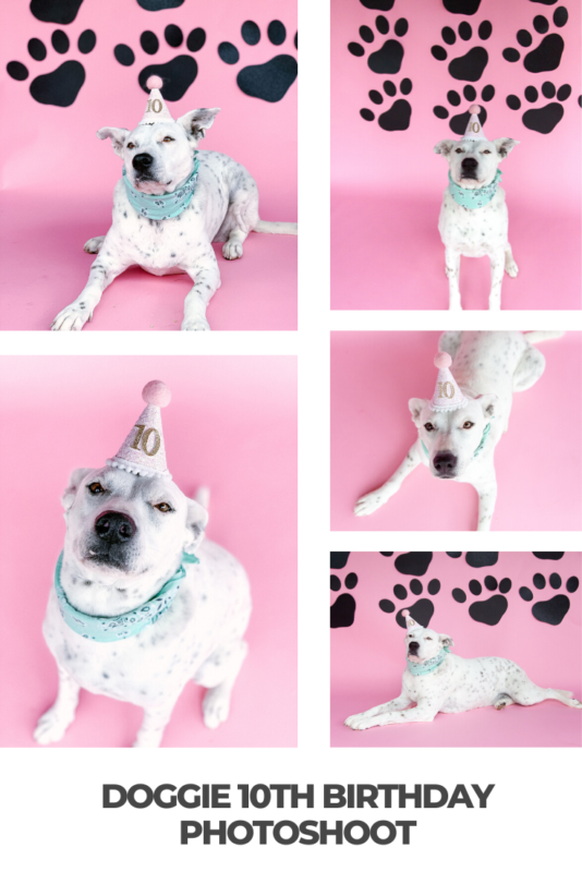 Doggie 10th Birthday Photoshoot